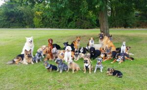 Dimadogs, goodboydogschool, russiandogtrainer, dogtraining, dogwalking, packofdogs
